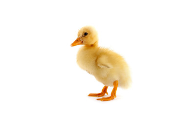 The yellow small duckling