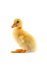 The yellow small duckling