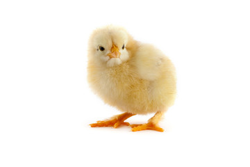 Obraz premium The yellow small chick