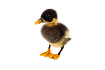 The black small duckling