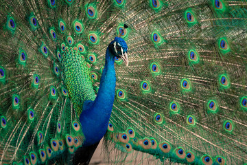 green beautiful peacock