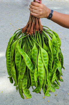 Parkia speciosa, bitter bean, twisted cluster bean, stink bean,