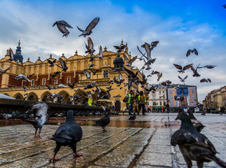 Fototapeta A lot of doves in Krakow old city. obraz