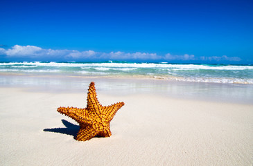 Fototapeta na wymiar starfish with ocean