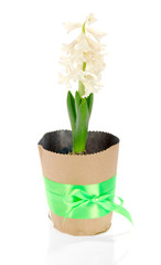 Pot with hyacinth