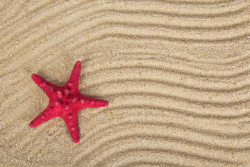 Fototapeta na wymiar Delightful starfishes on sand