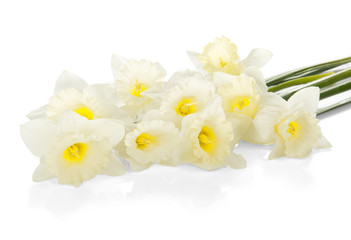 The charming white narcissuses