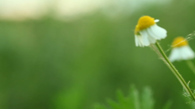camomile chamomile flowers. Full HD with motorized slider. 1080p