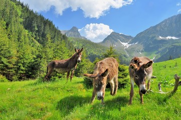 Donkeys close up portrait - on the high mountains