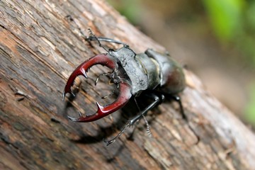 Stag-beetle