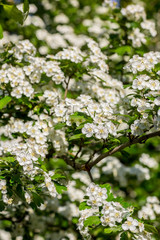 White  flowers of the cherry blossoms