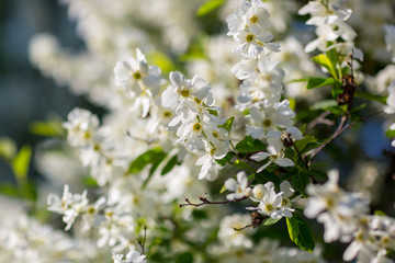 White  flowers of the cherry blossoms