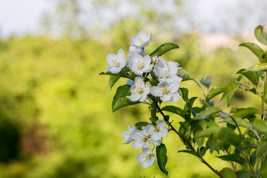 White  flowers of the cherry blossoms