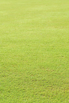 Green grass soccer field