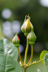Yellow Rose on the Branch in the Garden