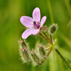 purple flowers on field in summer