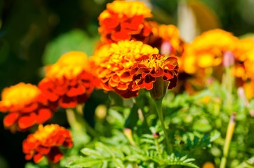 Plants of red and yellow double Marigold.