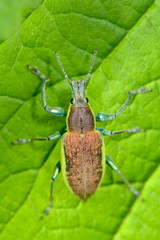 bug on green leaf