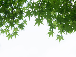 Fototapeta na wymiar 緑の楓葉の背景