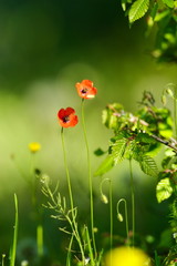 closeup of flowers outdoor in spring