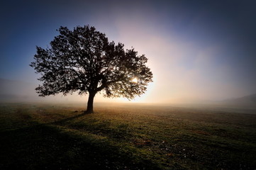 Fototapeta na wymiar lonely tree on field at dawn