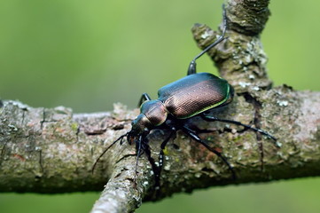 beetle outdoor on the tree