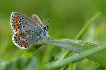 butterfly in natural habitat in spring (plebejus argus)