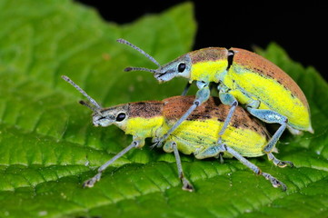 bugs on green leaf