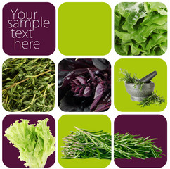 Collage of healthy herbs