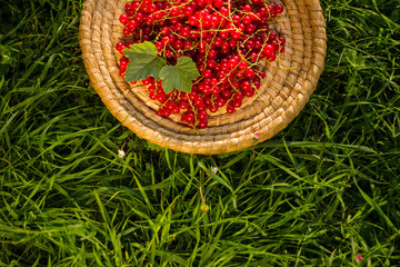 Straw scuttle full of fresh organic red currants crop