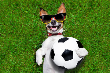 funny  german soccer dog
