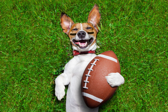 American football player with a dog posing on - Stock Photo [64276108] -  PIXTA