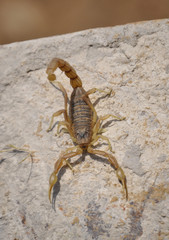 Alacran 1