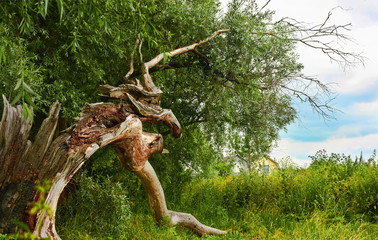 dead tree after lightning strike