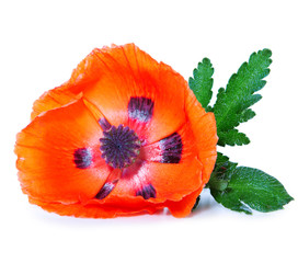 Red poppy isolated on white.