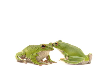 モリアオガエル