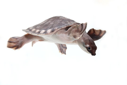 スッポンモドキ