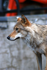 Fototapeta premium A wolf portrait