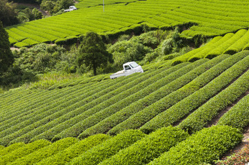 Fototapety  Uprawa zielonej herbaty