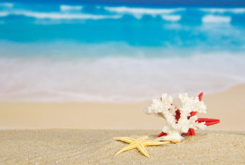 Starfishes and coral