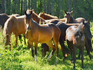 Horses in Caucasus