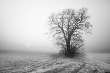 Tree in the fog