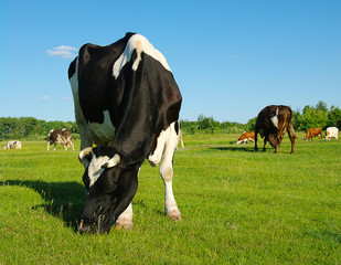 Cow