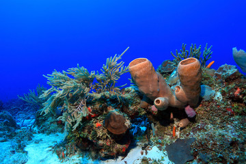 Tropical coral reef in the gulf of mexico