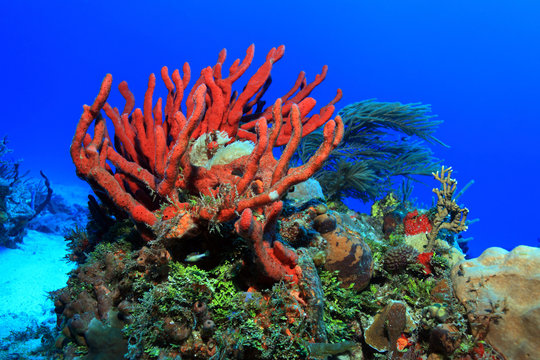 Fototapeta Colorful tropical coral reef in the caribbean sea