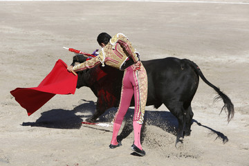 Bullfighter and bull