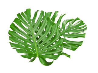 Two tropical leaves