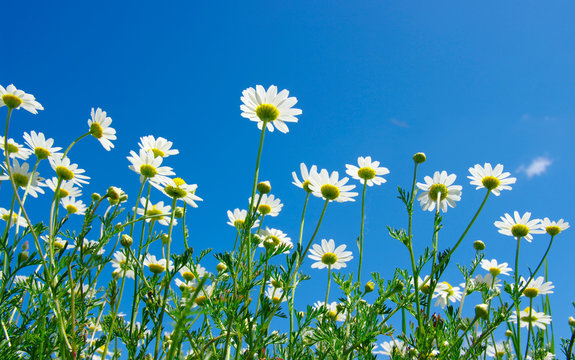 white daisies © Alekss