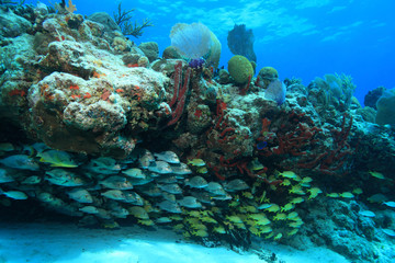 Naklejka na ściany i meble Tropical coral reef and fish in the caribbean sea