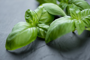 Green basil leaves over black wooden surface, horizontal shot